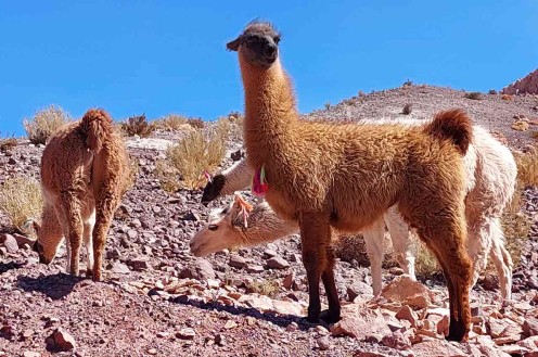 Atacama Ancestral: caminhada com lhamas e picnic em San Pedro de Atacama